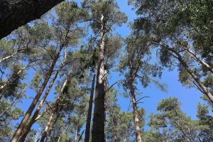 Wald (Archiv)