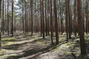 Wald (Archiv)