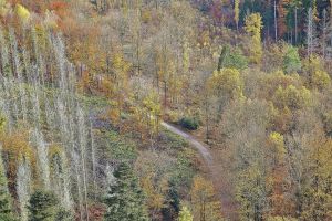 Wald (Archiv)