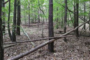 Wald (Archiv)
