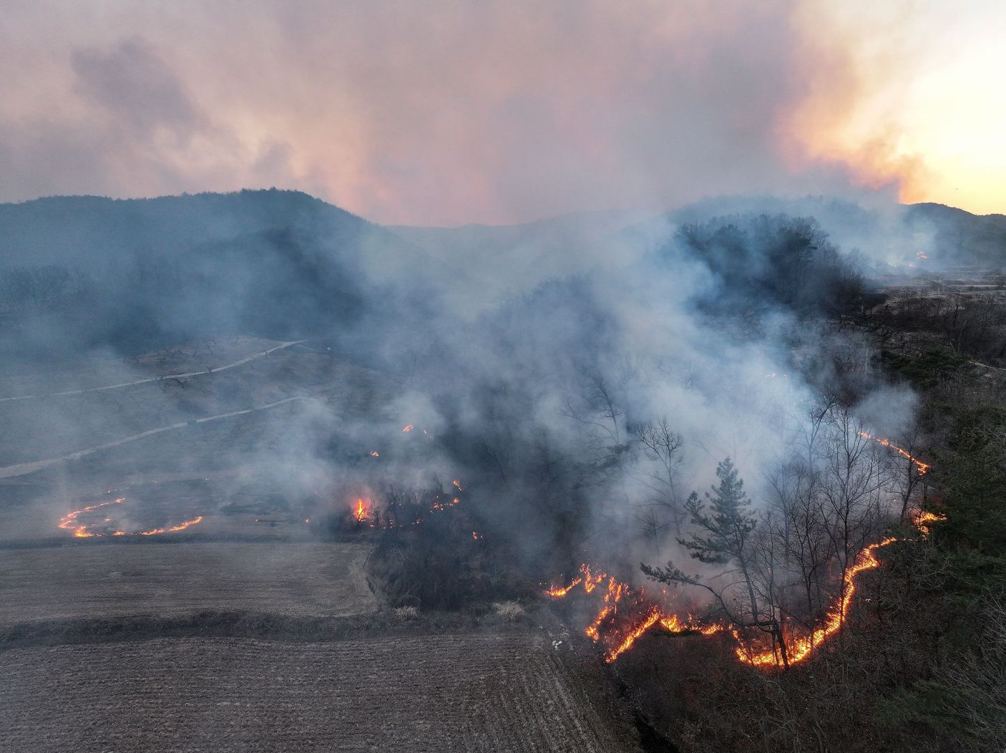 Waldbrände in Südkorea