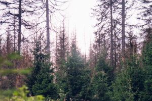 Wanderangebot des Harzklub Bad Harzburg im Monat März