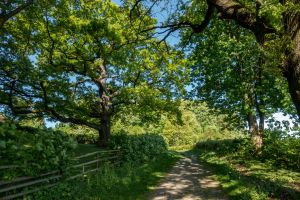 Wanderung auf dem Wildkatzenstieg zum Wildkatzengehege