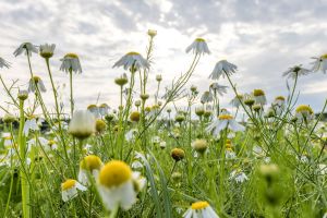 Warme Temperaturen stehen bevor: Nach einigen Wolken kommt Hitze