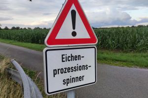 Warnung vor Eichen-Prozessionsspinner (Archiv)