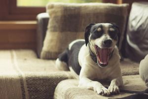 Warum Hunde im Winter häufiger Mundgeruch haben – und wie sanfte Zahnpflege jetzt hilft