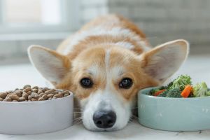 Warum Hunde im Winter schlechter fressen: Ursachen erkennen & Maulkomfort sanft verbessern