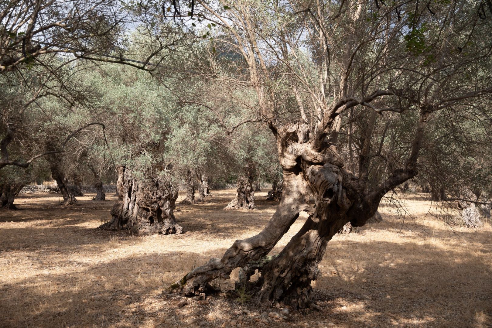Wassernappheit auf Mallorca