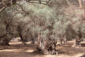 Wassernappheit auf Mallorca