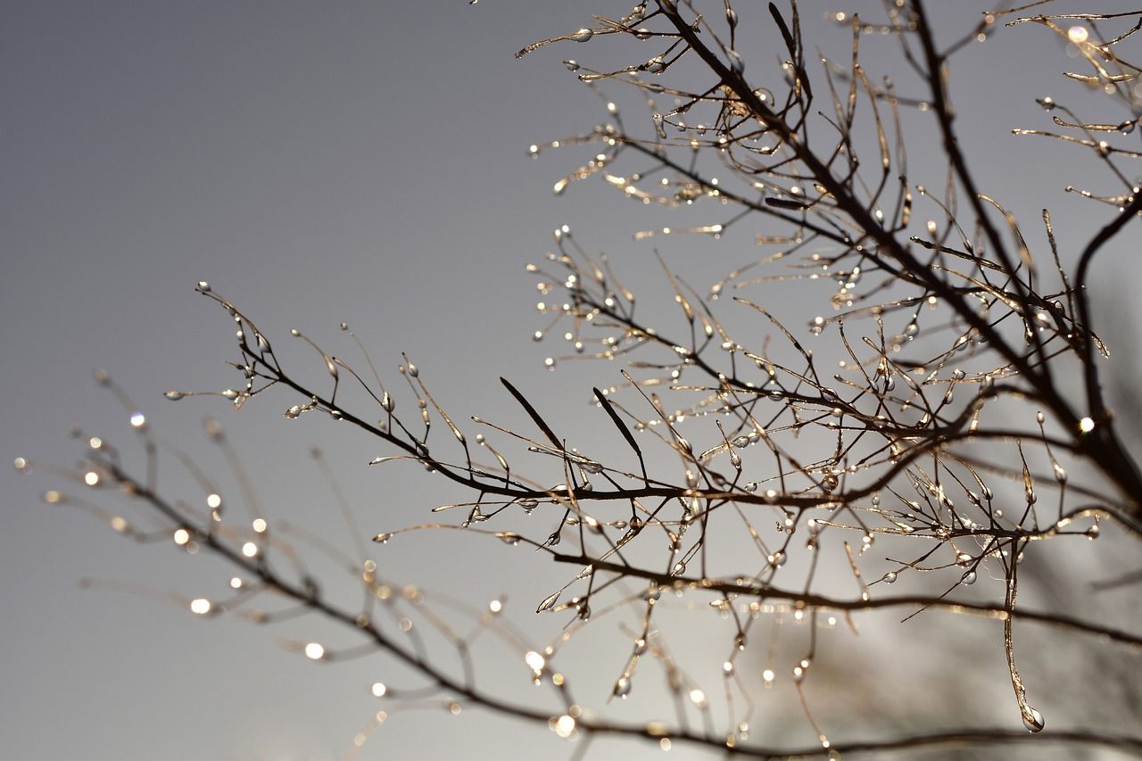 waterdrop, frost, frozen, cold, dewdrop, ice cream, icy, shrub, nature, winter