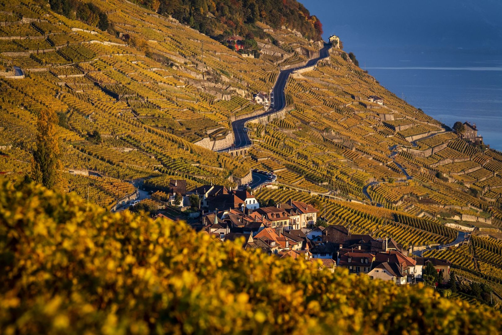 Weinanbau am Genfer See