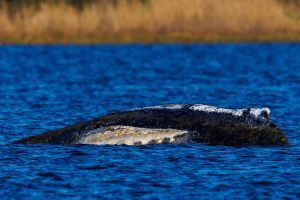 Weitere Entwicklung zum Buckelwal in der Ostsee