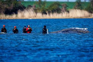 Weitere Entwicklung zum Buckelwal in der Ostsee