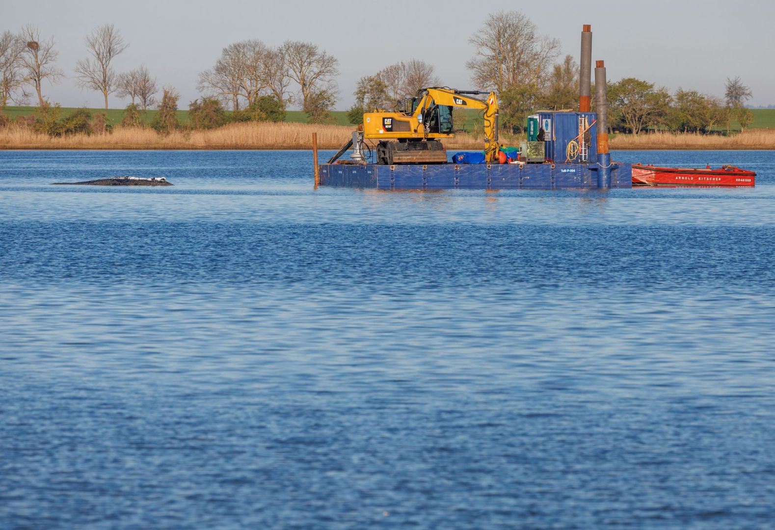 Weitere Entwicklung zum Buckelwal in der Ostsee