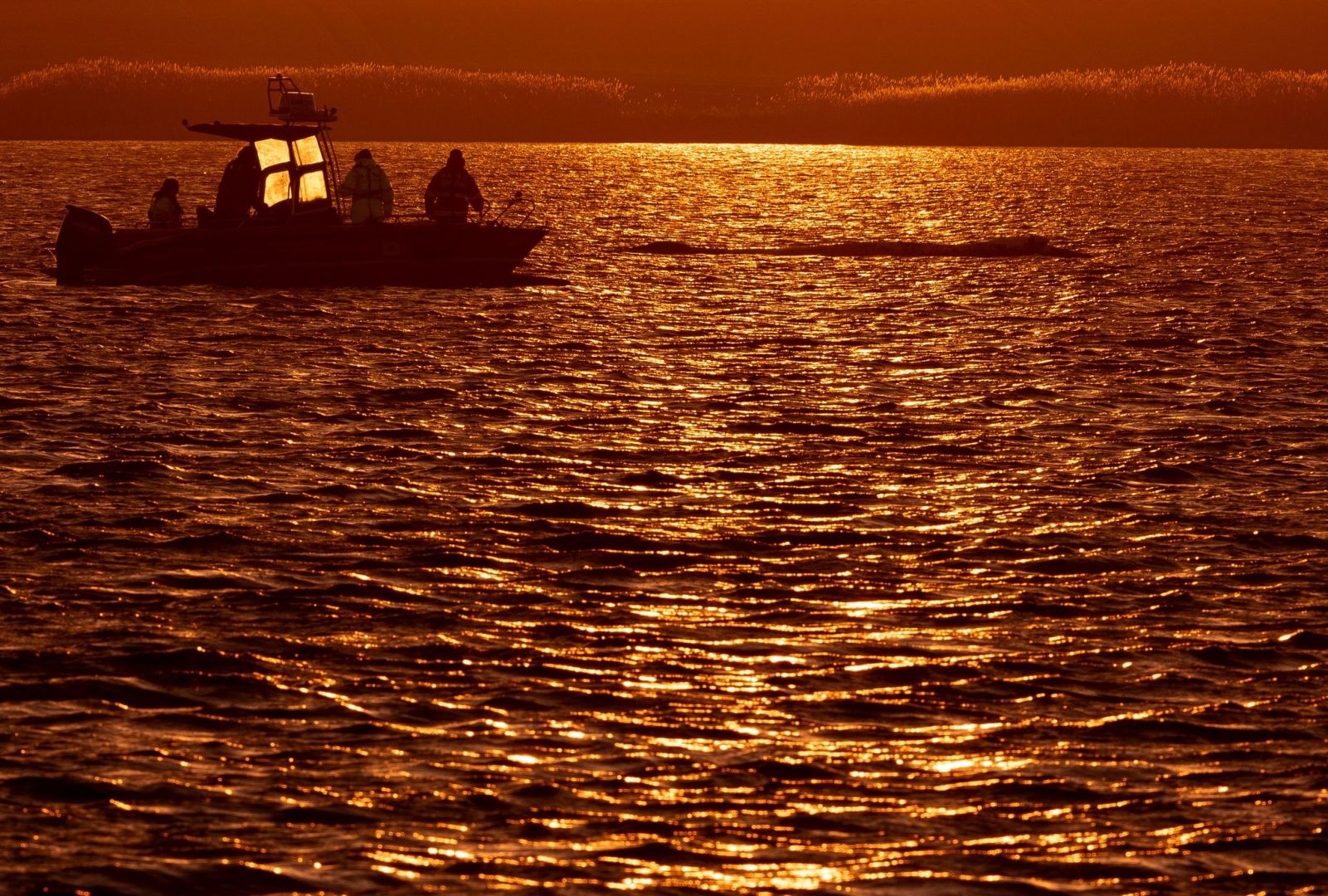 Weitere Entwicklung zum Buckelwal in der Ostsee