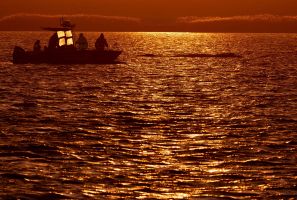 Weitere Entwicklung zum Buckelwal in der Ostsee