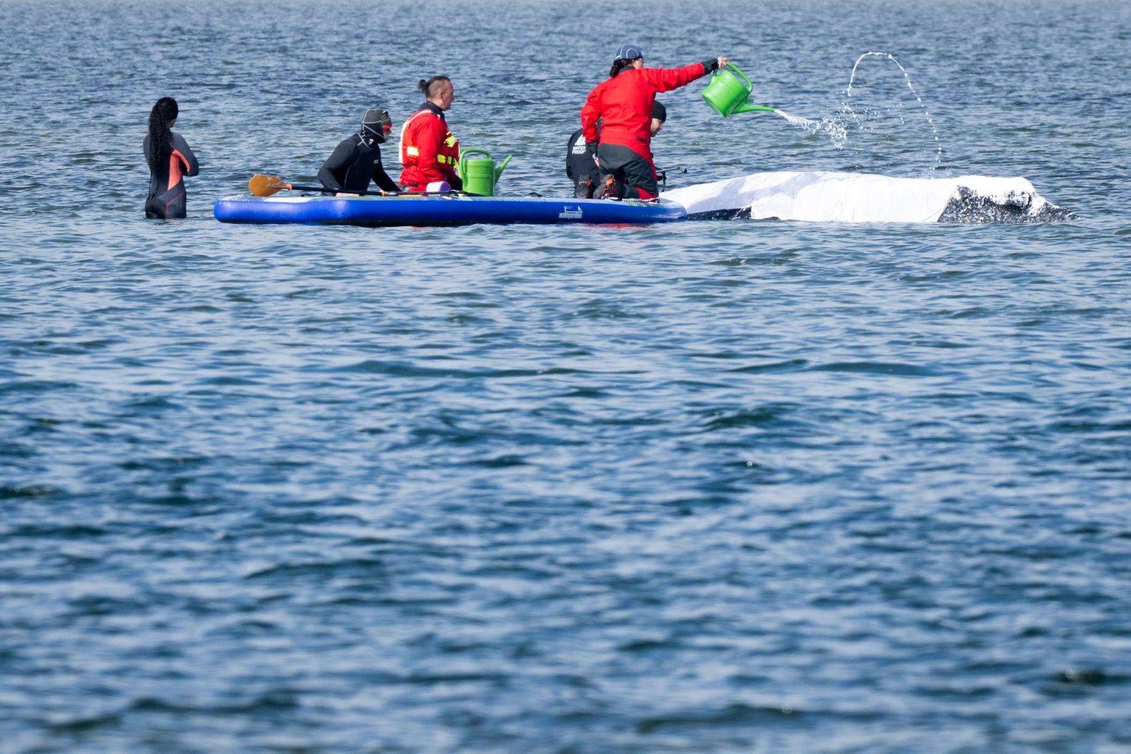 Weitere Entwicklung zum Buckelwal in der Ostsee