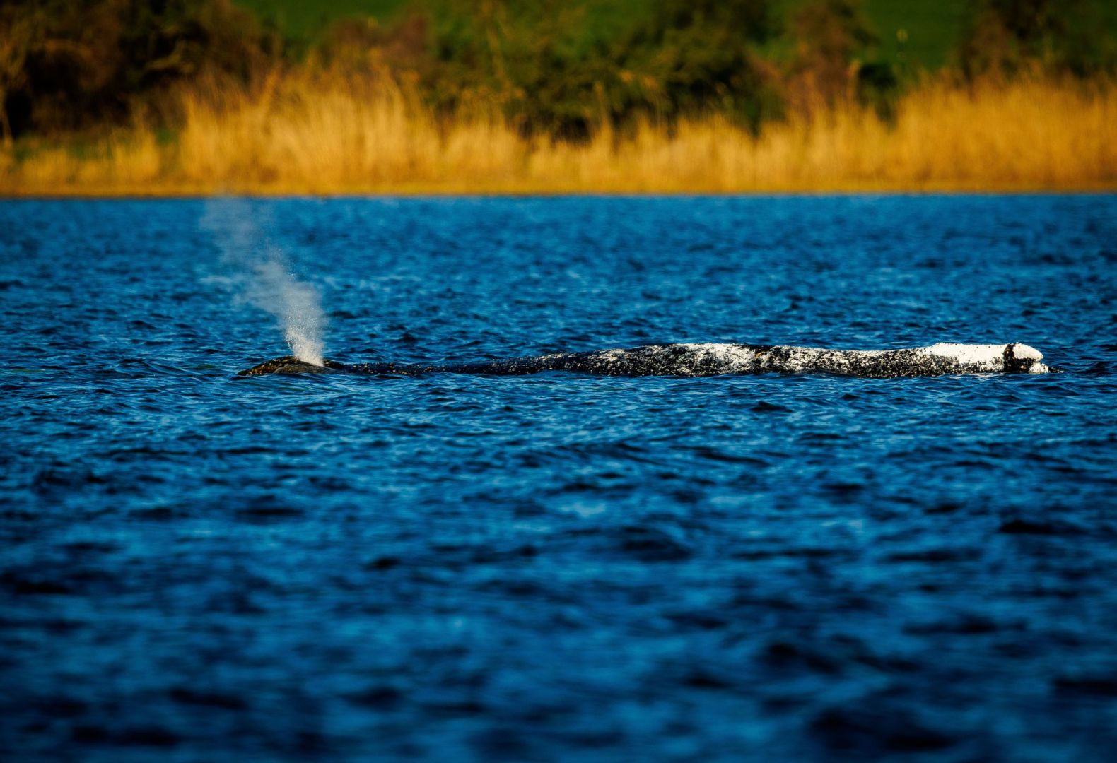 Weitere Entwicklung zum Buckelwal in der Ostsee