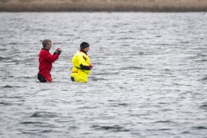 Weitere Entwicklung zum Buckelwal in der Ostsee