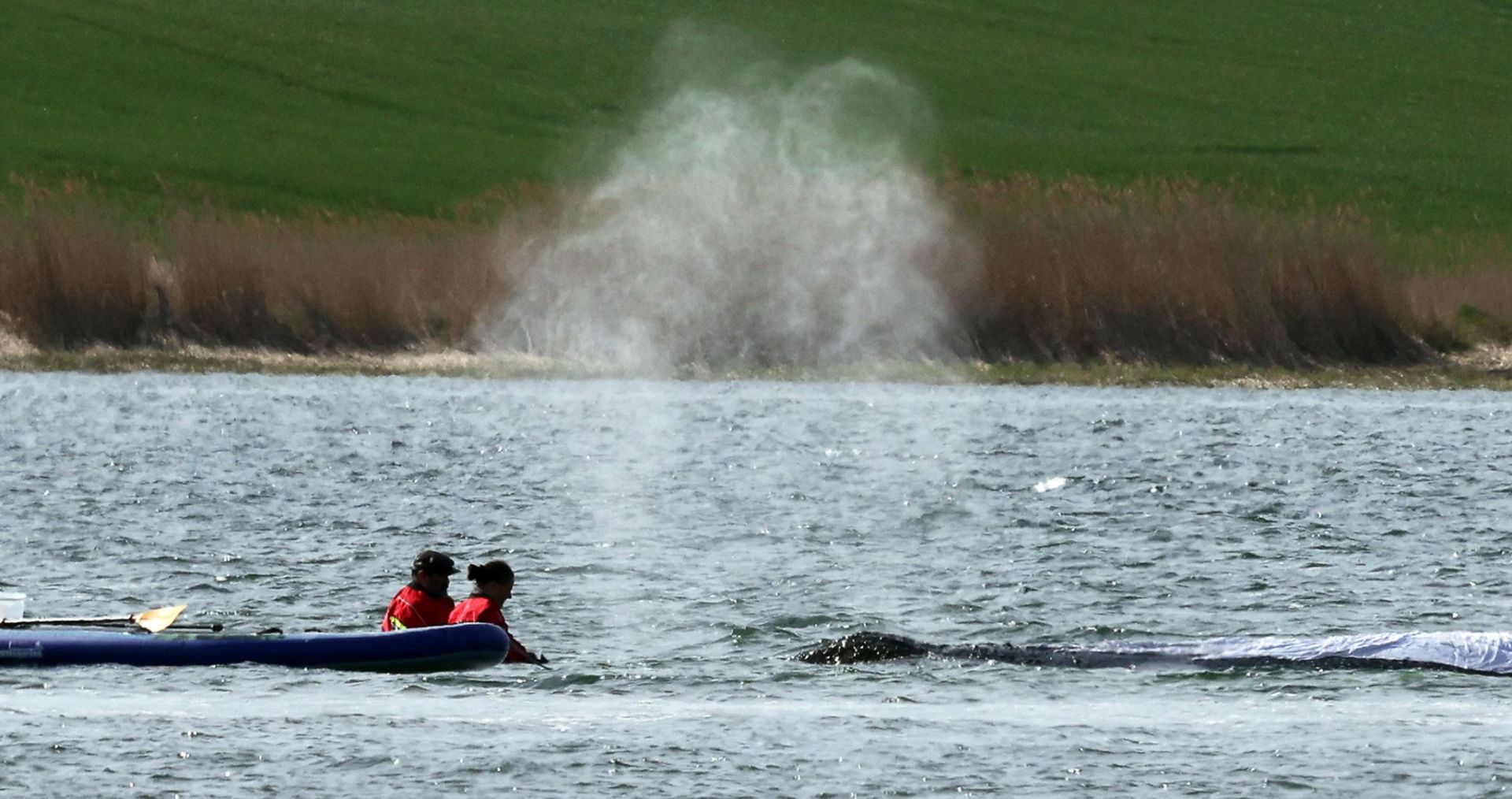 Weitere Entwicklung zum Buckelwal in der Ostsee