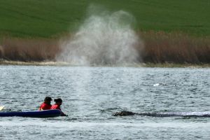 Weitere Entwicklung zum Buckelwal in der Ostsee