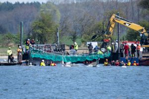 Weitere Entwicklung zum Buckelwal in der Ostsee