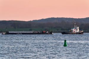 Weitere Entwicklung zum Buckelwal in der Ostsee