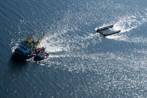 Weitere Entwicklung zum Buckelwal in der Ostsee