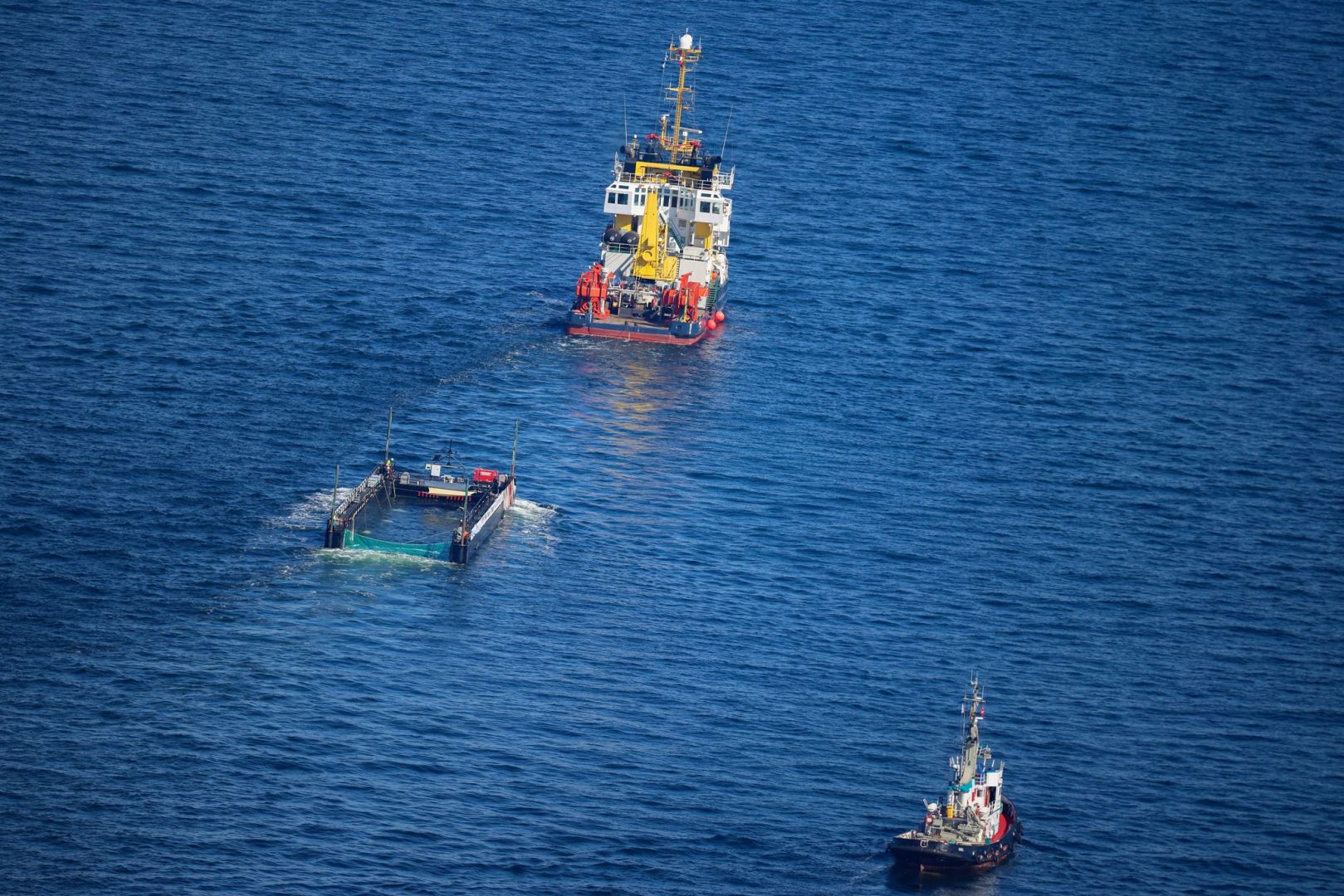 Weitere Entwicklung zum Buckelwal in der Ostsee