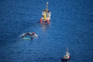 Weitere Entwicklung zum Buckelwal in der Ostsee