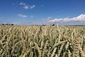 Weizen (Archiv)