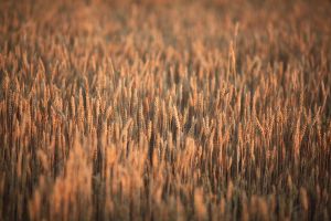 weizenfeld, weizen, mais, field, landwirtschaft, sommer, getreidefeld, goldgelb, ahre, natur