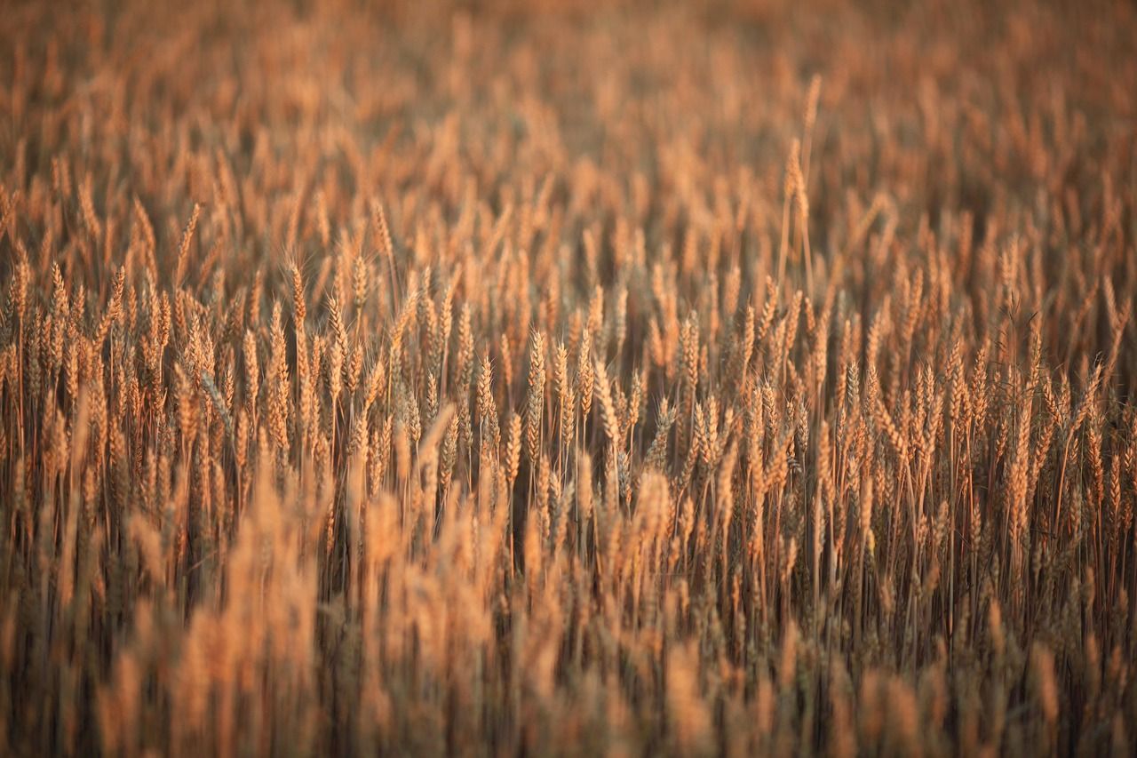 weizenfeld, weizen, mais, field, landwirtschaft, sommer, getreidefeld, goldgelb, ahre, natur