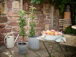Welcher Obstbaum passt wirklich in meinen Garten?