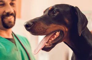 Wenn das Zahnfleisch Deines Hundes weh tut – Risiken & Folgen erklärt