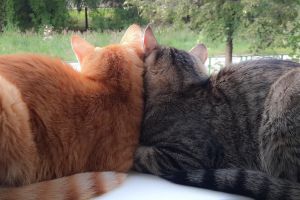 Wenn der Frühling die Hormone weckt: Rolligkeit bei Katzen verstehen