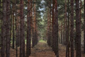 Wenn der Wald zur Klimabelastung wird: Deutsche Wälder werden zu CO2-Schleudern