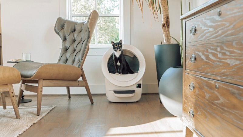 Wenn die Temperaturen steigen – so bleibt das Katzenklo frisch und die Katze entspannt