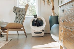 Wenn die Temperaturen steigen – so bleibt das Katzenklo frisch und die Katze entspannt