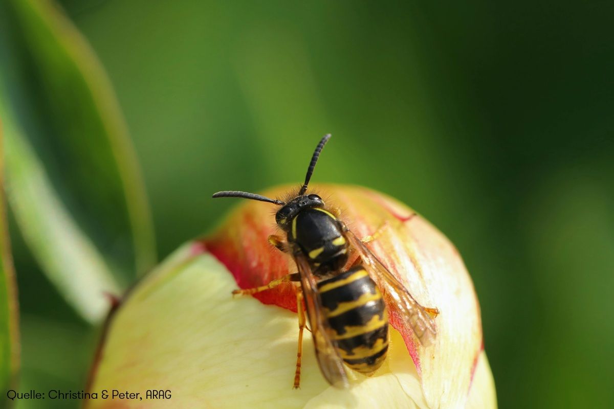 Wespen, Mücken und teure Notdienste