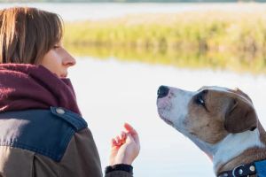 Wie alt ist mein Hund oder meine Katze wirklich? So rechnen Sie Tierjahre in Menschenjahre um