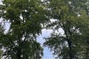 Wiedereröffnung der Marienschlucht – das Naturparadies am Bodensee kehrt zurück