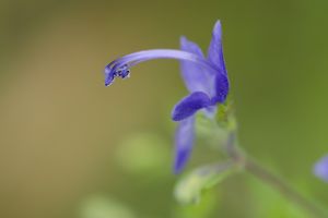 wildflower, blue, august