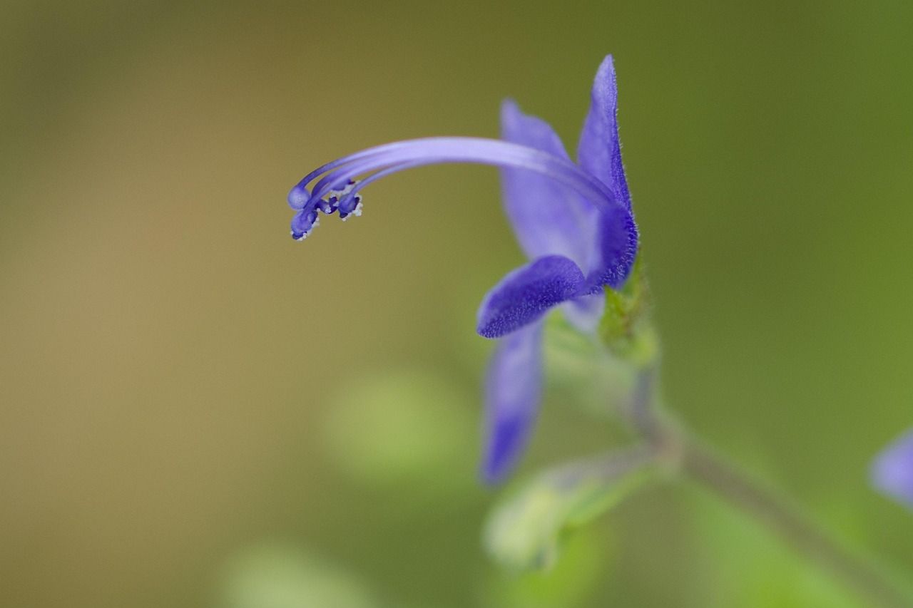 wildflower, blue, august