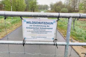 Wildschutzzaun gegen Afrikanische Schweinepest (Archiv)