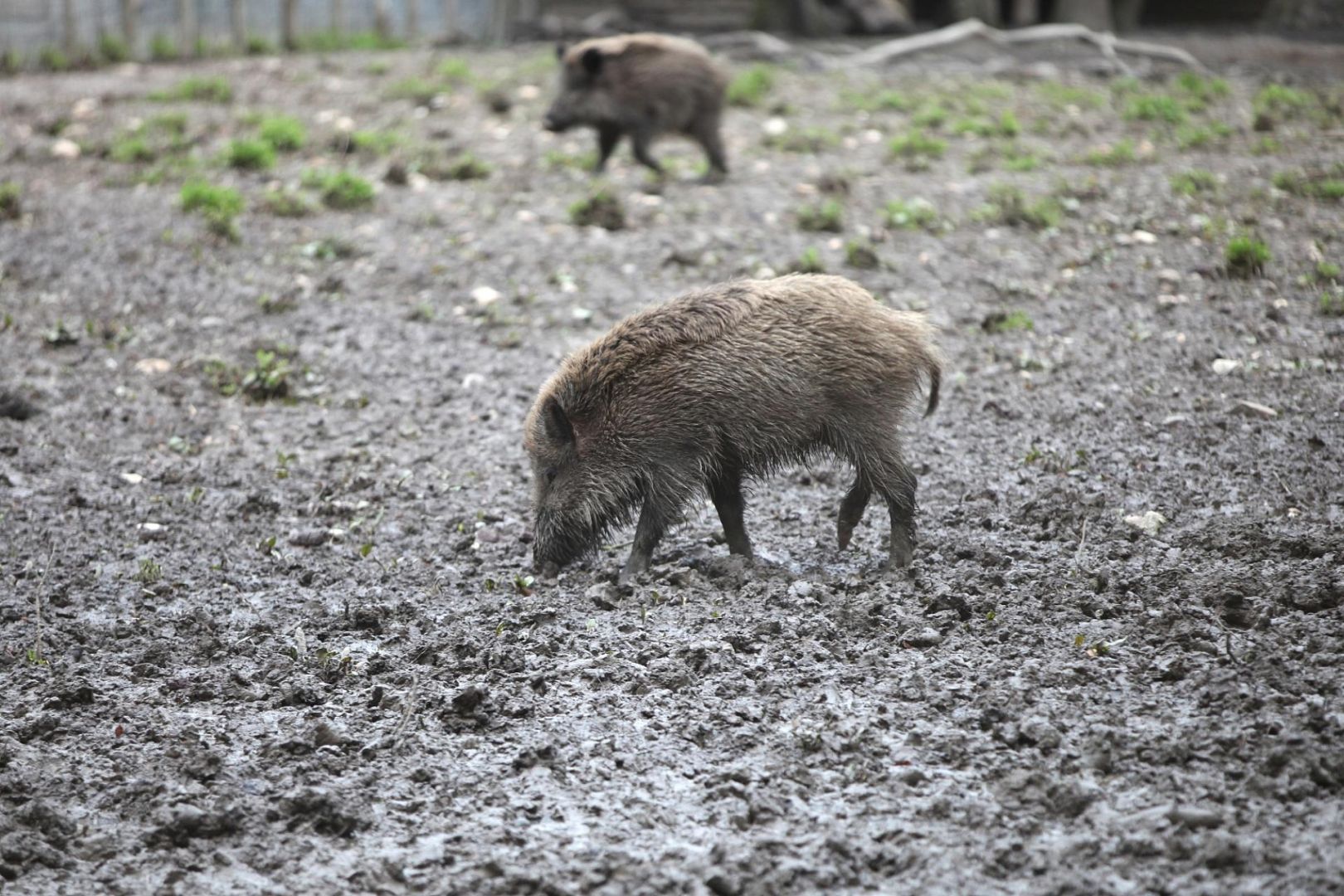 Wildschwein (Archiv)