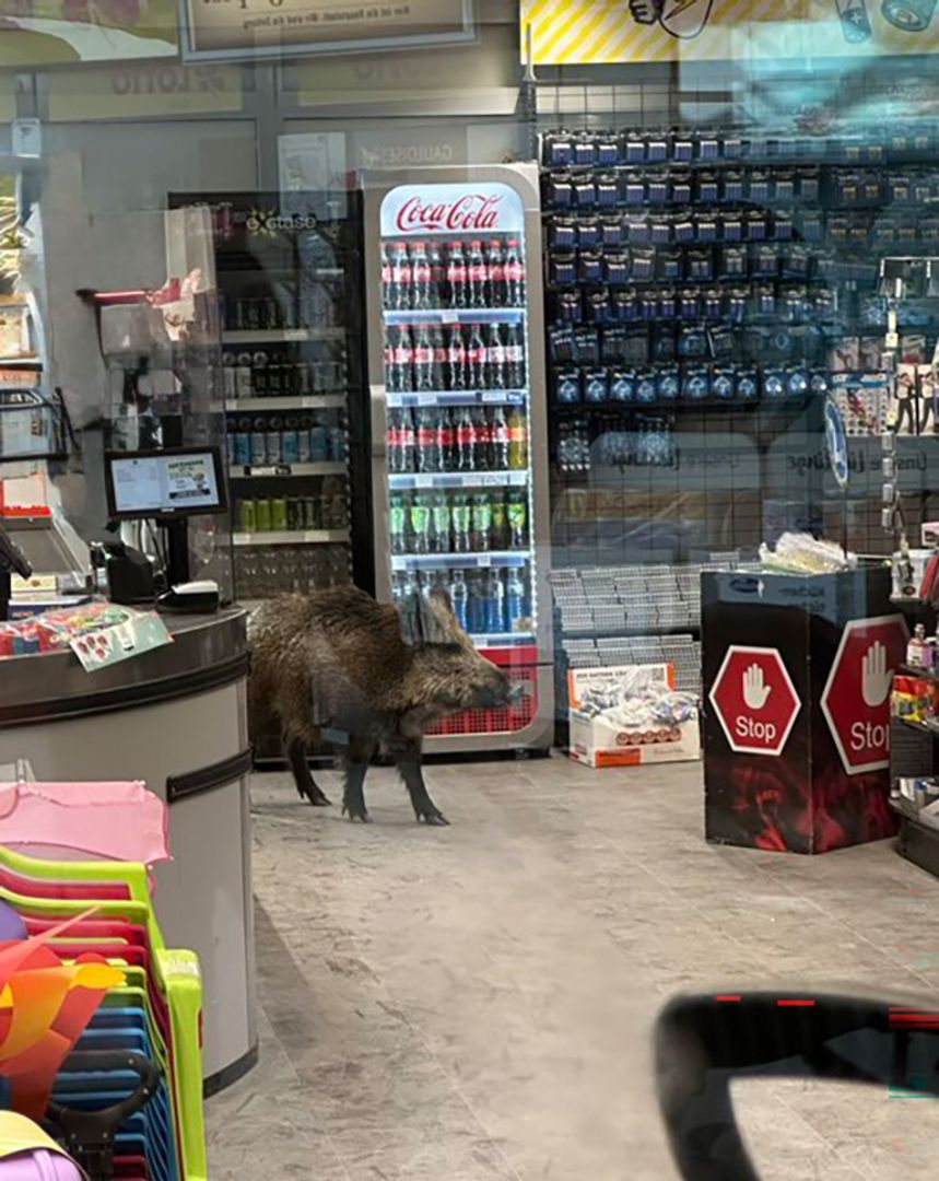 Wildschwein in Einkaufszentrum in Berlin-Köpenick