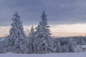 winter landscape, trees, frost, snow, frozen, wintry, nature, cold, icy, mood