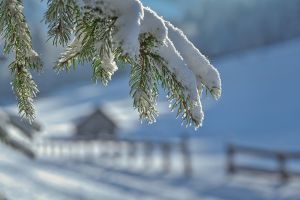 winter, snow, frost, cold, winter landscape, snowy, snow landscape, wintry, landscape, fir tree