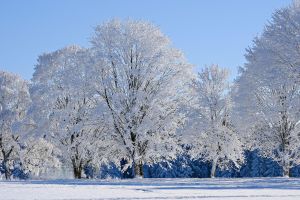 winter, snow, trees, frost, winter landscape, nature, covered in snow